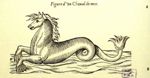 Figure d'un cheval de mer - Les oeuvres d'Ambroise Paré... divisées en vingt huit livres