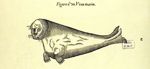 Figure d'un veau marin - Les oeuvres d'Ambroise Paré... divisées en vingt huit livres
