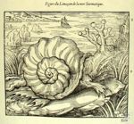 Figure du Limaçon de la mer Sarmatique - Les oeuvres d'Ambroise Paré... divisées en vingt huit livre [...]