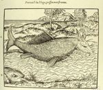 Portraict du Hoga, poisson monstrueux - Les oeuvres d'Ambroise Paré... divisées en vingt huit livres