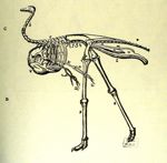 [Squelette d'autruche] - Les oeuvres d'Ambroise Paré... divisées en vingt huit livres