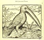 De l'oiseau nommé toucan - Les oeuvres d'Ambroise Paré... divisées en vingt huit livres