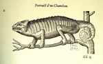 Portraict d'un Chameleon - Les oeuvres d'Ambroise Paré... divisées en vingt huit livres