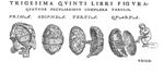[Evolution de l'embryon] - De humani corporis fabrica libri septem
