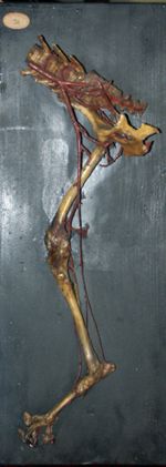Chien, artères du membre postérieur et du bassin. Préparation de E. Petitcolin.
