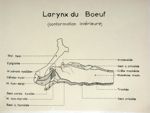 Larynx du boeuf (conformation intérieure). Encre.