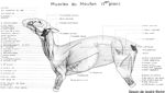 muscles du mouton (1er plan). Encre aquarellée.