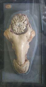 Cerveau du mouton. En place dans la cavité crânienne. Moulage colorié (plâtre).