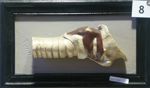 Larynx de la Chèvre (face latérale droite)