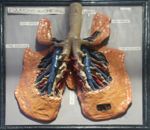 Vascularisations artérielle et pulmonaire des poumons du cheval