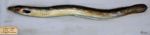 Anguille commune, famille des anguillidés, Anguilla vulgaris