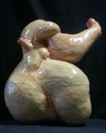 Estomac de ruminant- Anatomie clastique d'Auzoux