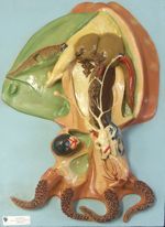 Anatomie de la Seiche Mollusque céphalopode