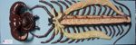 Anatomie d'un Myriapode chilopode, Lithobie à tenailles femelle (Lithobius forficatus)