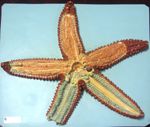 Etoile de mer (Asterias glacialis) Echinoderme stelleride