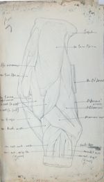 Myologie de l'épaule du boeuf (face latérale).