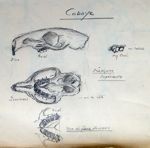 Crâne et denture supérieure du cobaye. Crayon.
Profil
Vue ventrale
détail des arcades maxillaires su [...]