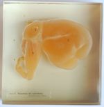 Estomac d'un foetus de ruminant