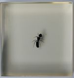 Reine fécondée (désailée) de fourmi charpentière (Componotus sp.)