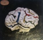 Cerveau du boeuf, face externe, en plâtre colorié. sulci peints