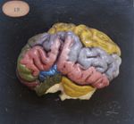 Cerveau du boeuf, face latérale, en plâtre colorié ; gyri peints