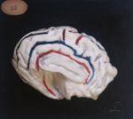 Cerveau du boeuf, face interne, en plâtre colorié ; Sulci peints