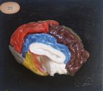 Cerveau du boeuf, face interne, en plâtre colorié ; gyri peints