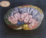 Cerveau du dromadaire ; 2 pièces, vue latérale, gyri peints