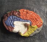 Cerveau du dromadaire ; 2 pièces, vue médiale, gyri peints