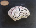 Cerveau du mouton, vue latérale, sulci peints