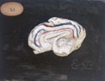 Cerveau du mouton, vue médiale, sulci peints