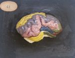 Cerveau du mouton, vue latérale, gyri peints