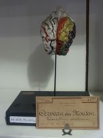 Cerveau du mouton, hémisphères cérébraux. gyri peints à droite, sulci peints à gauche
