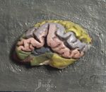 Cerveau de la biche ; vue latérale, gyri peints