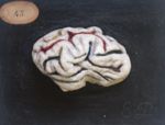 Cerveau de la chèvre ; 4 pièces. Face latérale, sulci peints