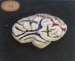 Cerveau du renne ; 2 pièces, face latérale, sulci peints