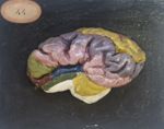 Cerveau du renne ; 2 pièces, face latérale, gyri peints