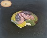 Cerveau du porc : vue latérale, gyri peints