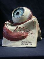 Anatomie clastique complète de l'oeil d'après le Dr auzoux