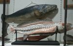 poisson - Anatomie clastique d'Auzoux