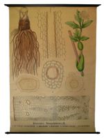 [Apiaceae, anciennement Ombellifères]. Angelica archangelica L. : canal secréteur, rhizome, racine e [...]
