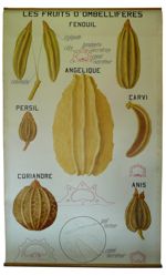 [Apiaceae, anciennement Ombellifères]. Les fruits d'Ombellifères : Fenouil, Angélique, Persil, Carvi [...]