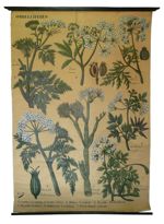 [Apiaceae, anciennement Ombellifères]. Ombellifères : 