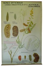 [Fabaceae]. Sénés officinaux : Cassia angustifolia, Cassia acutifolia. Cesalpiniées. Sénés de la Pal [...]