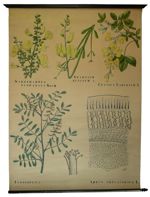 [Fabaceae]. Sarothamnus scoparius Koch., Spatium junceum L., Cytisus laburnum L., Indigofera, Abrus  [...]