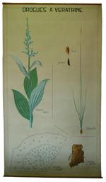 [Liliaceae]. Liliacées. Drogues à veratrine : Varaire blanc, Cévadille.