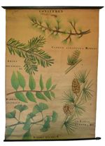 [Pinaceae]. Conifères : Cedrus atlantica Manetti, Abies pectinata DC., Dammara australis, Gingko bil [...]