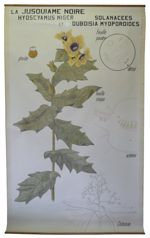 [Solanaceae]. Solanées. Solanacées :La Jusquiame noire. Hyoscyamus niger et Duboisia myoporoides. 