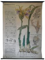 [Zingiberaceae]. Zingiberacées : Gingembre, Alpinia officinalis, Zédoaire, Maniguette, Zingiber offi [...]