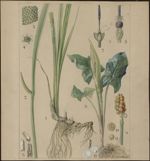 [Arum maculatum] Arum tacheté 